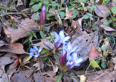 20201105hike (80)
